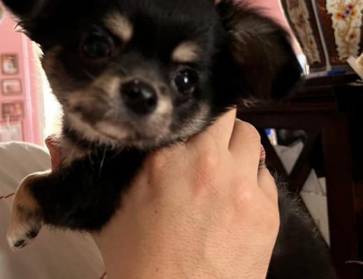 Chihuahua bellissimi