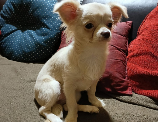 Chihuahua color crema pelo lungo con pedigree