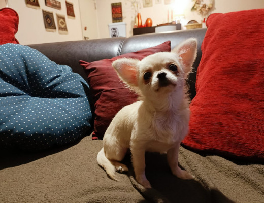 Chihuahua color crema pelo lungo con pedigree
