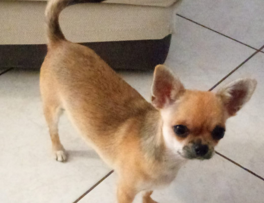 Chihuahua color carbonato pelo corto senza pedigree