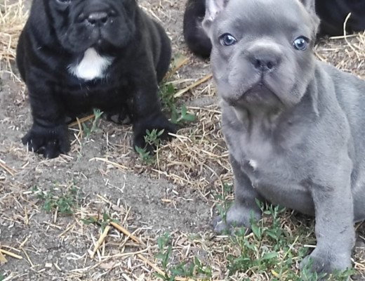 Cuccioli di Bulldog Francese Blu
