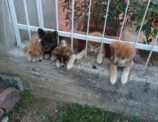 Splendidi cuccioli di Akita con pedigree ENCI
