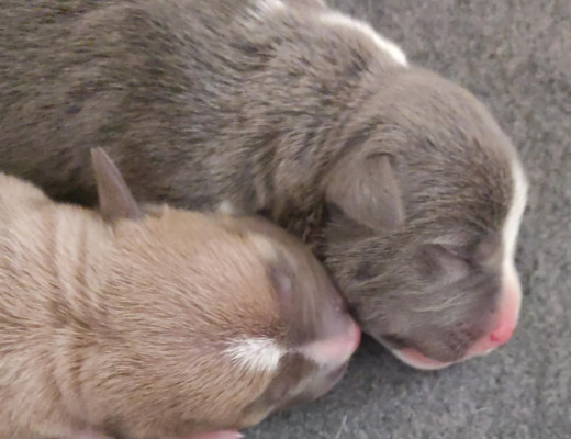 Disponibili cuccioli di american staffordshire terrier