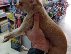 Vendo Cucciola Chihuahua