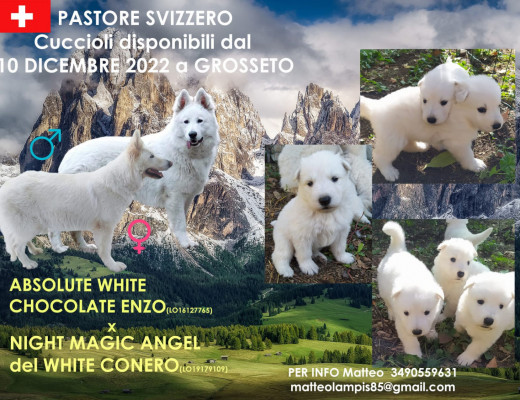 Cuccioli pastore svizzero bianco