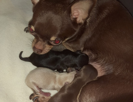 Chihuahua cuccioli