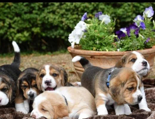REGALO Cuccioli dolce e bella Beagle