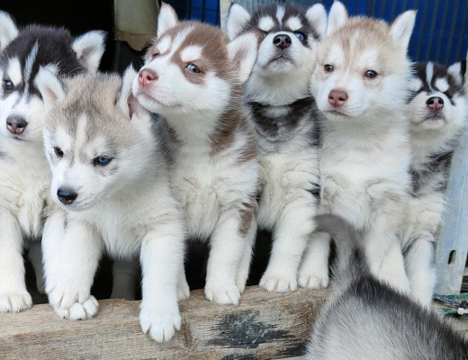 Cuccioli di siberian husky