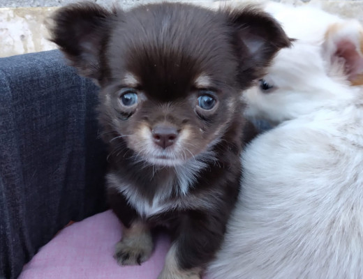 Cuccioli di Chihuahua mini Toy