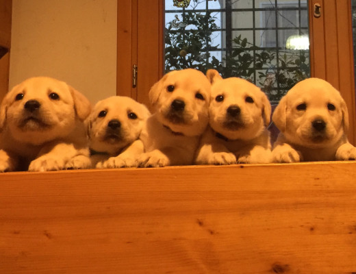 Cuccioli di Labrador con Pedigree Enci