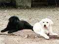 cuccioli-labrador-retrievers-small-1