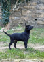 cucciolo-con-pelo-di-razza-xoloitzcuintle-small-2