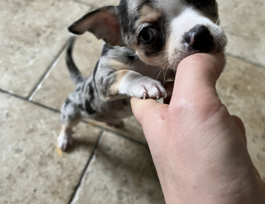 Chihuahua blue merle