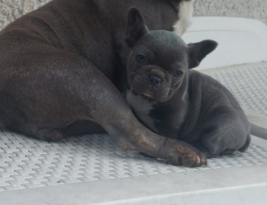 Bulldog Bouledogue Francesi femminucce blu