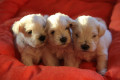 bellissimi-cuccioli-di-schnauzer-nano-bianco-small-1