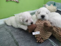 bellissimi-cuccioli-di-schnauzer-nano-bianco-small-5