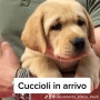 cuccioli-labrador-retriever-small-0