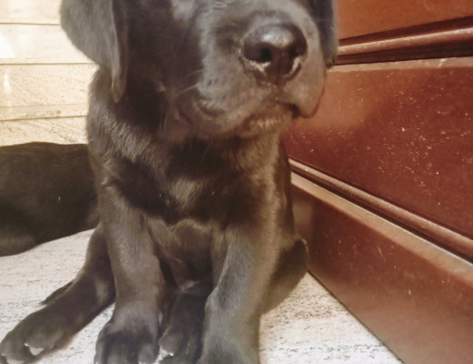 Labrador Retriever pedigree ENCI