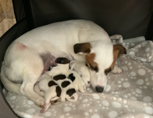Cuccioli Jack Russell Terrier con pedigree ROI