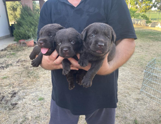Cuccioli di Labrador chocolate