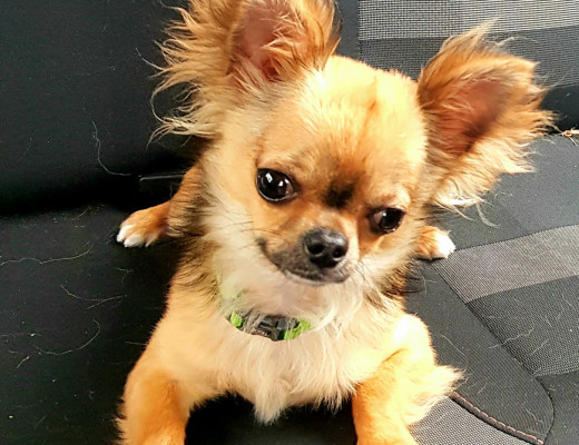 Chihuahua maschio