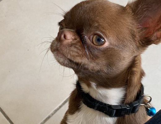 Stallone Chihuahua