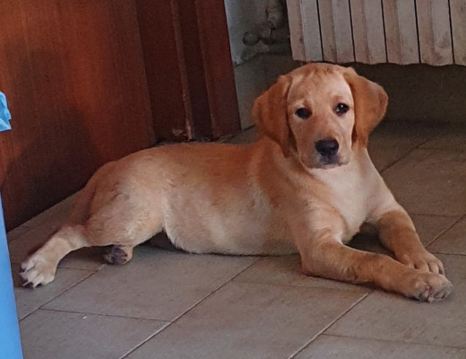 Labrador fem. 3 mesi