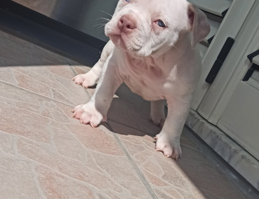 American bully exotic