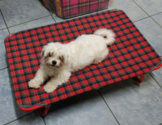Brande, cuscini e lettini per cani e altri animali domestici