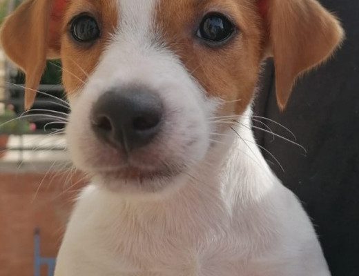 Femminucce Jack russell terrier