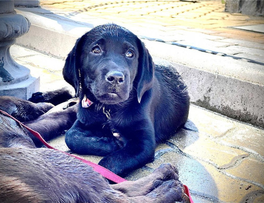 Cucciola Labrador