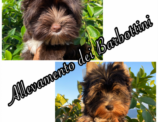 YORKSHIRE TERRIER COLORFUL
